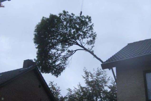 kappen bomen